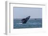 California Gray Whale (Eschrichtius Robustus) Breaching in Magdalena Bay-Michael Nolan-Framed Photographic Print