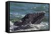 California Gray Whale (Eschrichtius Robustus) Calf with Mother in Magdalena Bay-Michael Nolan-Framed Stretched Canvas