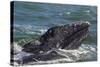 California Gray Whale (Eschrichtius Robustus) Calf with Mother in Magdalena Bay-Michael Nolan-Stretched Canvas