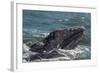 California Gray Whale (Eschrichtius Robustus) Calf with Mother in Magdalena Bay-Michael Nolan-Framed Photographic Print