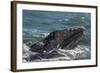 California Gray Whale (Eschrichtius Robustus) Calf with Mother in Magdalena Bay-Michael Nolan-Framed Photographic Print