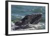 California Gray Whale (Eschrichtius Robustus) Calf with Mother in Magdalena Bay-Michael Nolan-Framed Photographic Print