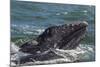 California Gray Whale (Eschrichtius Robustus) Calf with Mother in Magdalena Bay-Michael Nolan-Mounted Photographic Print