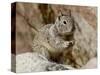 California Ground Squirrel (Citellus Beecheyi), Joshua Tree National Park, California, USA-null-Stretched Canvas