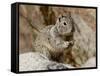 California Ground Squirrel (Citellus Beecheyi), Joshua Tree National Park, California, USA-null-Framed Stretched Canvas
