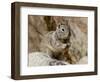 California Ground Squirrel (Citellus Beecheyi), Joshua Tree National Park, California, USA-null-Framed Photographic Print