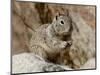 California Ground Squirrel (Citellus Beecheyi), Joshua Tree National Park, California, USA-null-Mounted Photographic Print