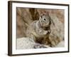 California Ground Squirrel (Citellus Beecheyi), Joshua Tree National Park, California, USA-null-Framed Photographic Print