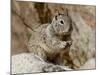 California Ground Squirrel (Citellus Beecheyi), Joshua Tree National Park, California, USA-null-Mounted Photographic Print