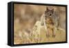 California Ground Squirrel-DLILLC-Framed Stretched Canvas