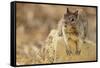 California Ground Squirrel-DLILLC-Framed Stretched Canvas