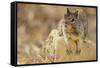 California Ground Squirrel-DLILLC-Framed Stretched Canvas