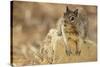 California Ground Squirrel-DLILLC-Stretched Canvas