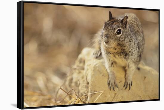 California Ground Squirrel-DLILLC-Framed Stretched Canvas