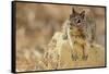 California Ground Squirrel-DLILLC-Framed Stretched Canvas