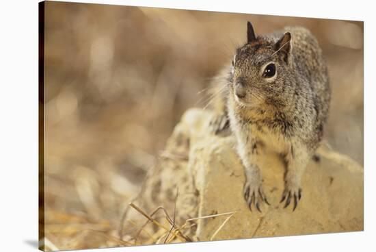 California Ground Squirrel-DLILLC-Stretched Canvas