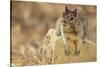 California Ground Squirrel-DLILLC-Stretched Canvas