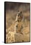 California Ground Squirrel-DLILLC-Framed Stretched Canvas