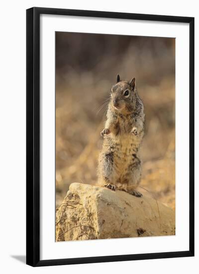 California Ground Squirrel-DLILLC-Framed Photographic Print