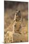 California Ground Squirrel-DLILLC-Mounted Photographic Print