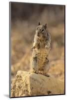 California Ground Squirrel-DLILLC-Mounted Photographic Print