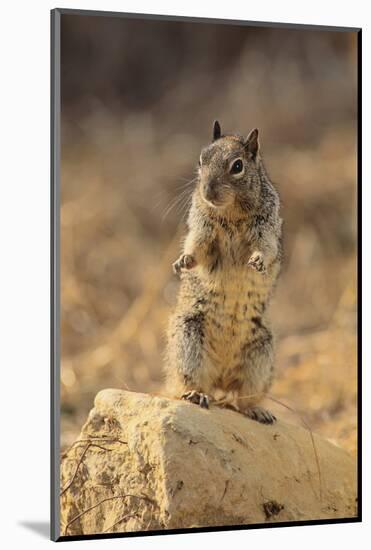 California Ground Squirrel-DLILLC-Mounted Photographic Print