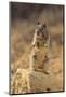 California Ground Squirrel-DLILLC-Mounted Photographic Print