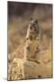 California Ground Squirrel-DLILLC-Mounted Photographic Print