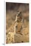 California Ground Squirrel-DLILLC-Framed Photographic Print