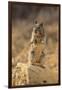 California Ground Squirrel-DLILLC-Framed Photographic Print