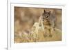 California Ground Squirrel-DLILLC-Framed Photographic Print