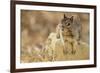 California Ground Squirrel-DLILLC-Framed Photographic Print