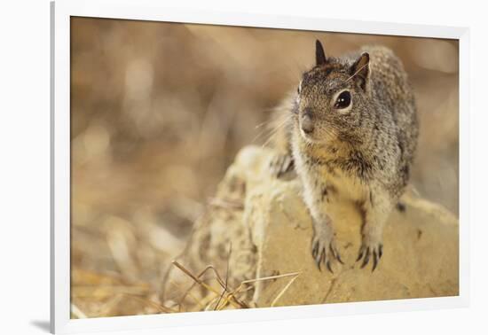 California Ground Squirrel-DLILLC-Framed Photographic Print