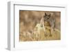 California Ground Squirrel-DLILLC-Framed Photographic Print