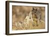 California Ground Squirrel-DLILLC-Framed Photographic Print