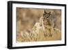 California Ground Squirrel-DLILLC-Framed Photographic Print