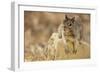 California Ground Squirrel-DLILLC-Framed Photographic Print