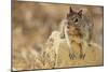 California Ground Squirrel-DLILLC-Mounted Photographic Print