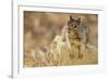 California Ground Squirrel-DLILLC-Framed Photographic Print