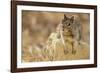 California Ground Squirrel-DLILLC-Framed Photographic Print