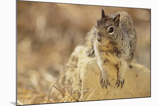 California Ground Squirrel-DLILLC-Mounted Photographic Print