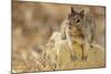 California Ground Squirrel-DLILLC-Mounted Photographic Print