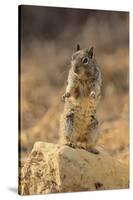 California Ground Squirrel-DLILLC-Stretched Canvas