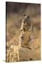 California Ground Squirrel-DLILLC-Stretched Canvas