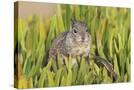 Stretched Canvas