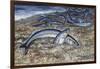 California Grunion (Leuresthes Tenuis), Atherinopsidae-null-Framed Giclee Print