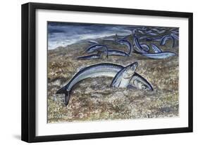 California Grunion (Leuresthes Tenuis), Atherinopsidae-null-Framed Giclee Print