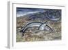 California Grunion (Leuresthes Tenuis), Atherinopsidae-null-Framed Giclee Print