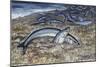 California Grunion (Leuresthes Tenuis), Atherinopsidae-null-Mounted Giclee Print