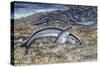 California Grunion (Leuresthes Tenuis), Atherinopsidae-null-Stretched Canvas
